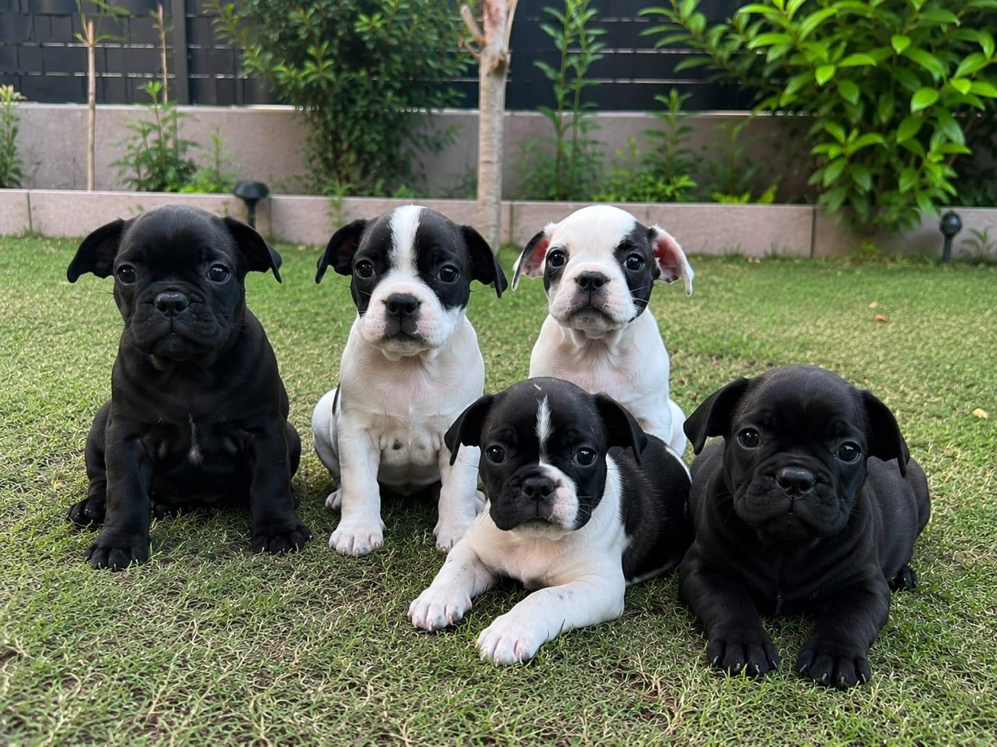 Frenc Buldogg Yavrularımız Yeni Ailelerini Arıyorlar