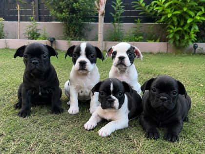 Frenc Buldogg Yavrularımız Yeni Ailelerini Arıyorlar
