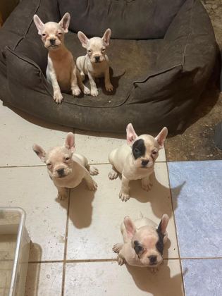 Frenc Buldogg Yavrularımız Yeni Ailelerini Arıyorlar