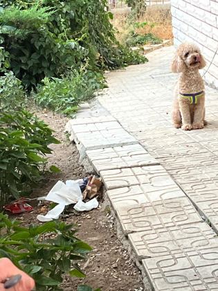 Toy Poodle  Dişi 17 Aylık
