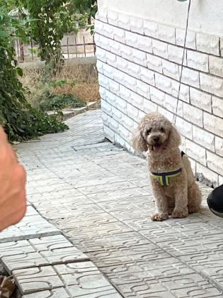 Toy Poodle  Dişi 17 Aylık