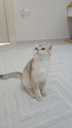 GÜZEL BRİTİSH SHORTHAİR KIZIM - British Shorthair - Diyarbakır