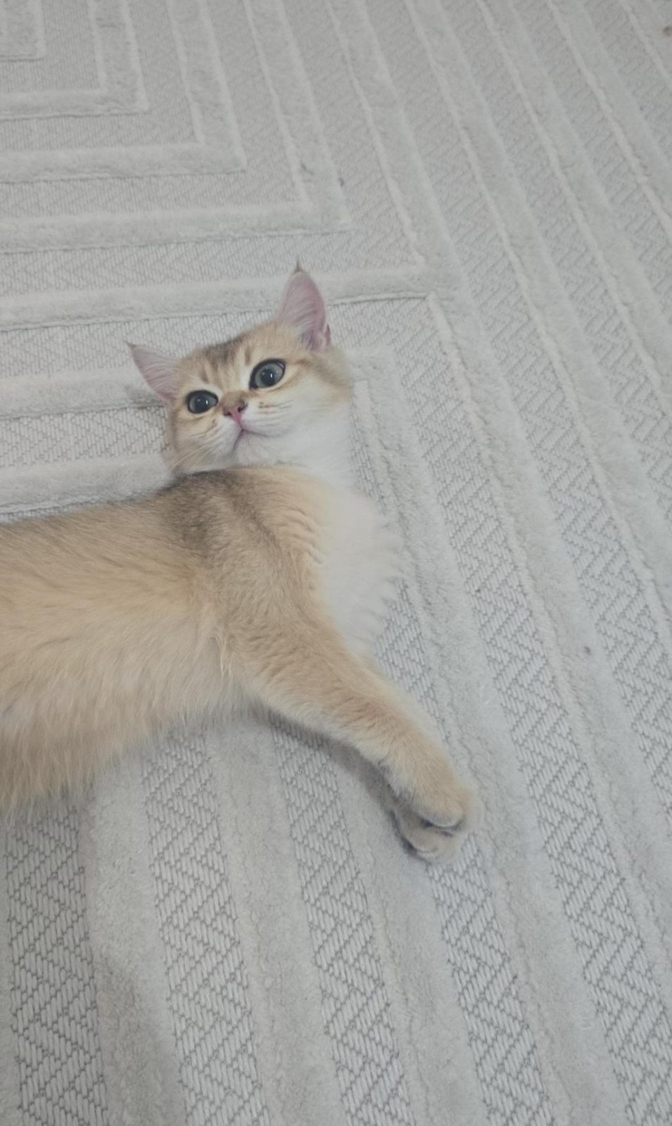 GÜZEL BRİTİSH SHORTHAİR KIZIM - British Shorthair - Diyarbakır