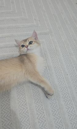 GÜZEL BRİTİSH SHORTHAİR KIZIM - British Shorthair - Diyarbakır
