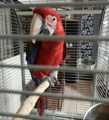 RED GREEN MACAW PAPAĞANI - Ara Macaw - Ankara