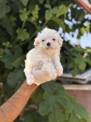 SEVİMLİ PAMUK MALTESE TERRİER