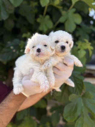 SEVİMLİ PAMUK MALTESE TERRİER