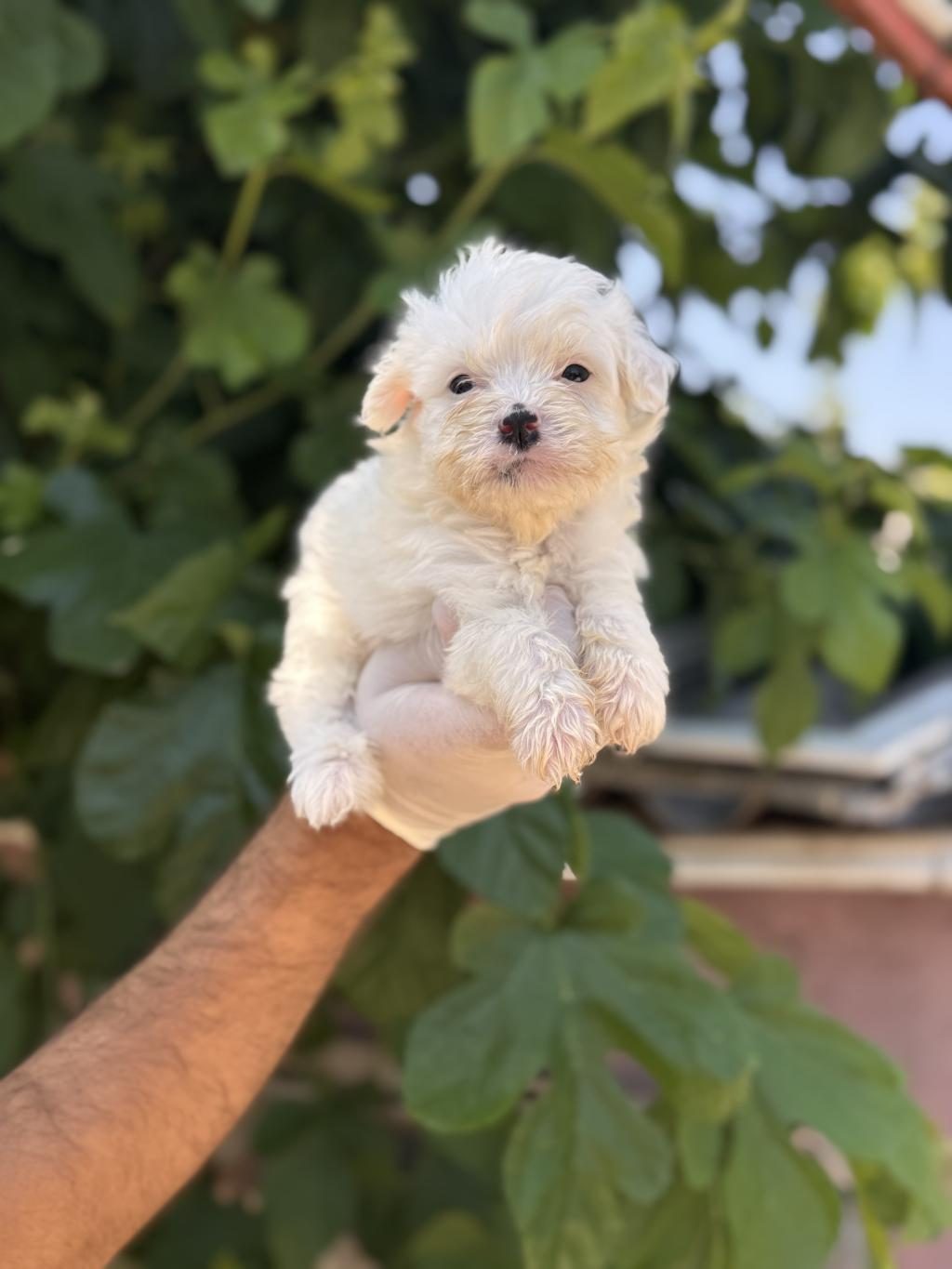 SEVİMLİ PAMUK MALTESE TERRİER