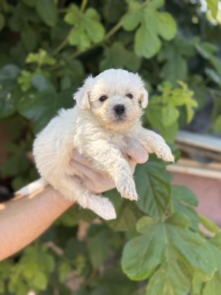 SEVİMLİ PAMUK MALTESE TERRİER