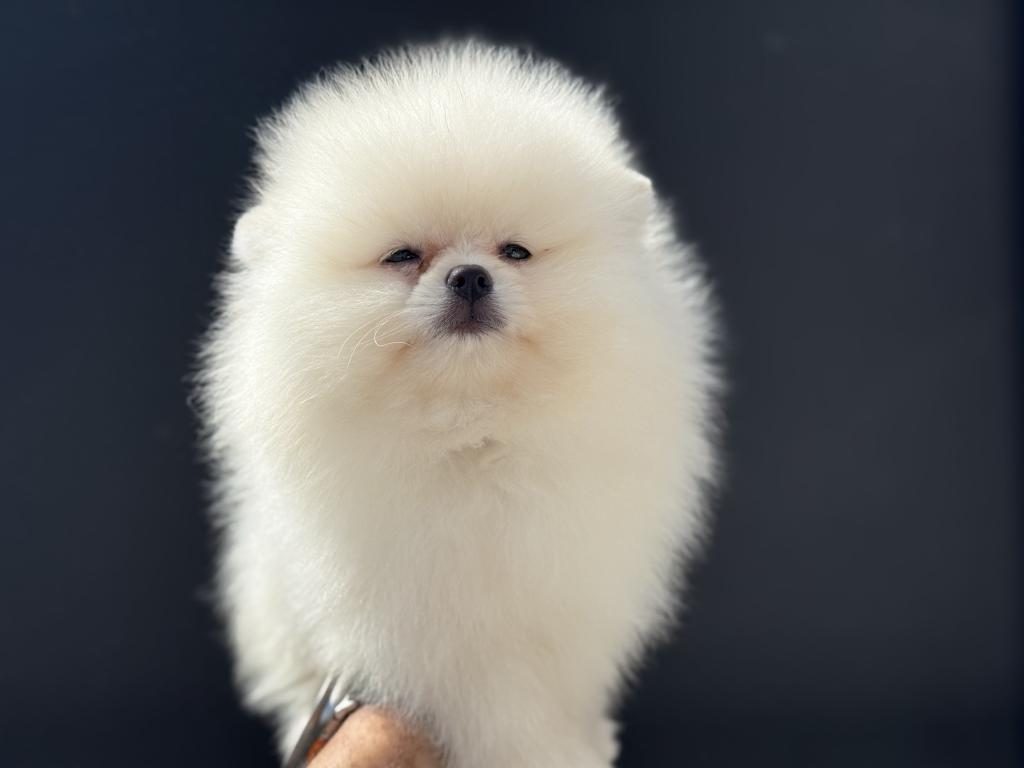 PETMODE KÖPEK ÇİFTLİĞİNDEN TEDDY POMERANİAN YAVRULAR