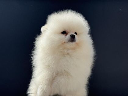PETMODE KÖPEK ÇİFTLİĞİNDEN TEDDY POMERANİAN YAVRULAR - Pomeranian Boo - Ankara