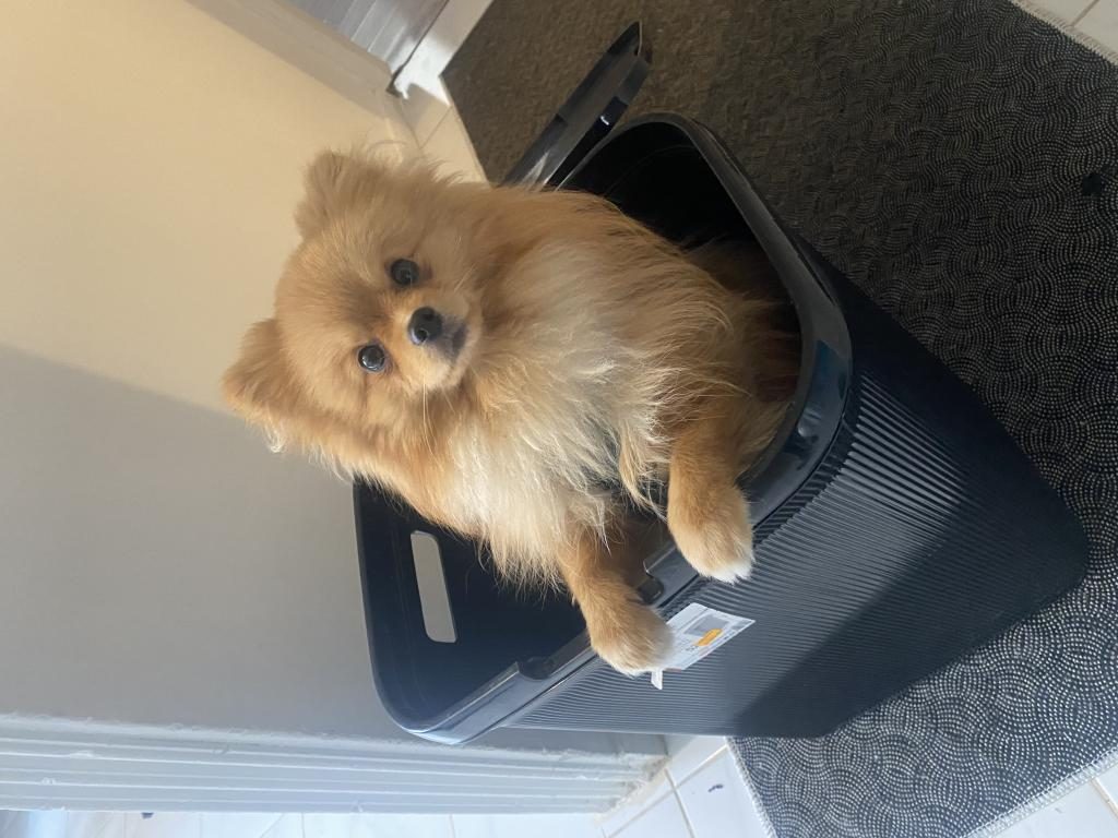 KÖPEĞİMİZ YODA YENİ YUVASINI ARIYOR