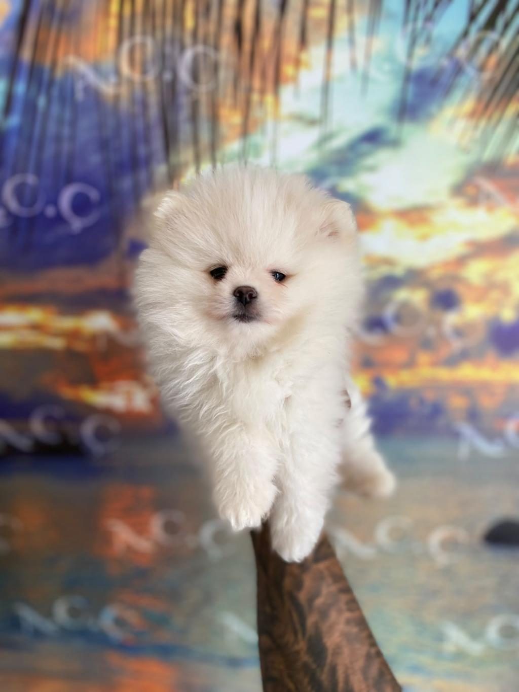 TEACUP ORİJİNAL POMERANİAN BEBEKLER