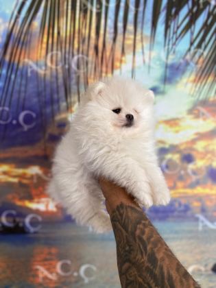 TEACUP ORİJİNAL POMERANİAN BEBEKLER - Pomeranian Boo - Muğla