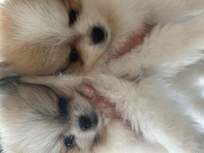 50 GÜNLÜK POMERANİAN DİŞİLER - Pomeranian Boo - Muğla