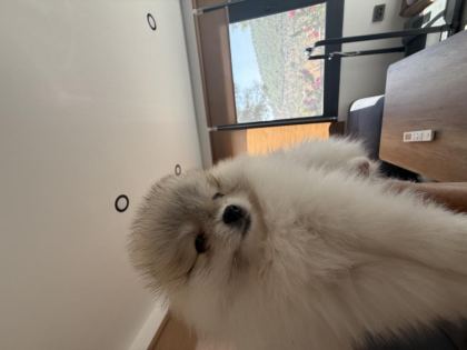 50 GÜNLÜK POMERANİAN DİŞİLER - Pomeranian Boo - Muğla