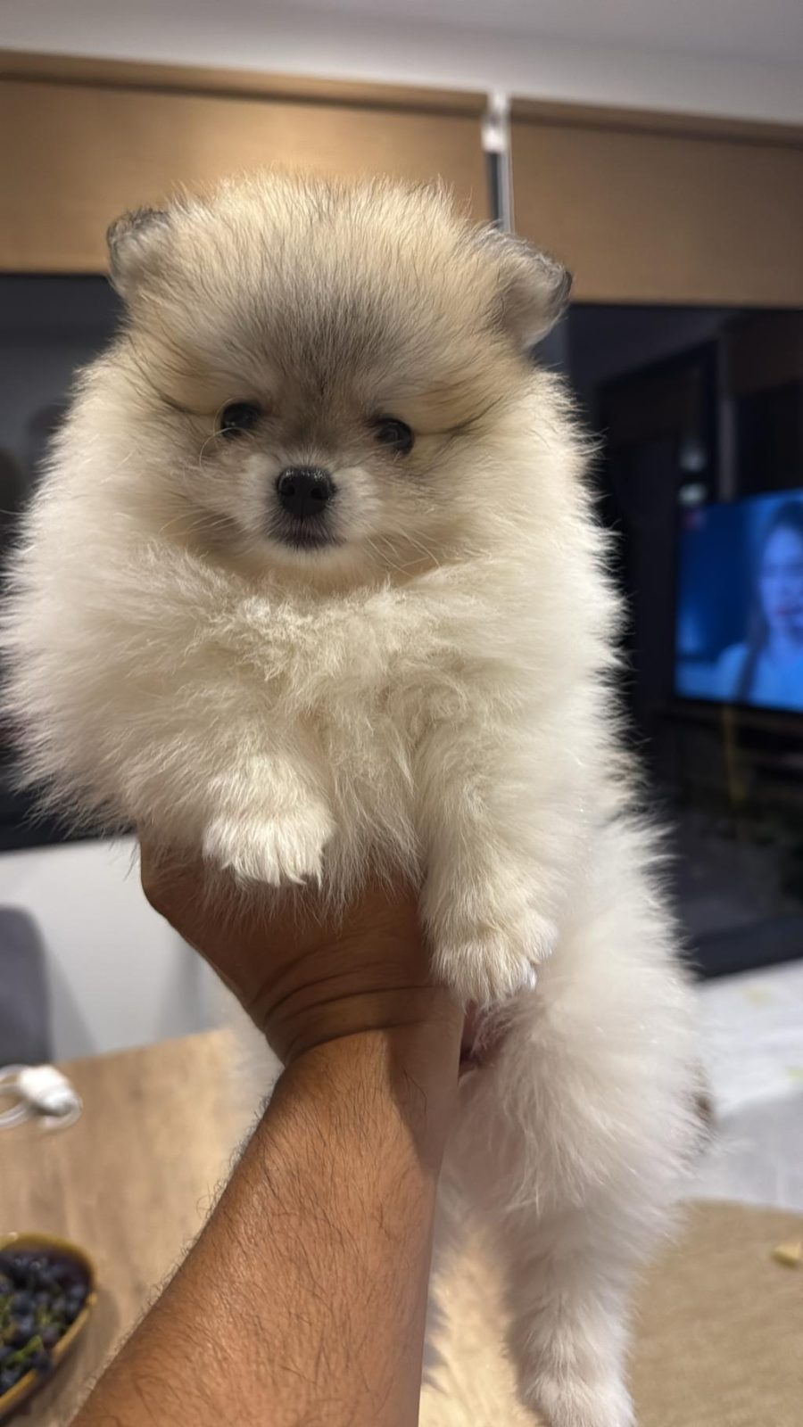 50 GÜNLÜK POMERANİAN DİŞİLER