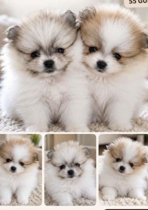 50 GÜNLÜK POMERANİAN DİŞİLER - Pomeranian Boo - Muğla