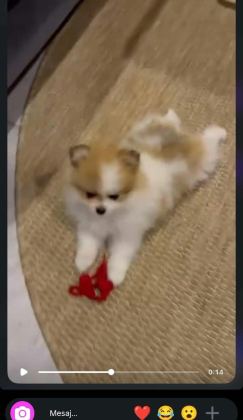 50 GÜNLÜK POMERANİAN DİŞİLER - Pomeranian Boo - Muğla