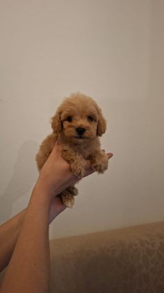 MALTİPOO BEBEKLERİM SAĞLIK VE IRK GARANTİLİDİR - Maltipoo - Antalya