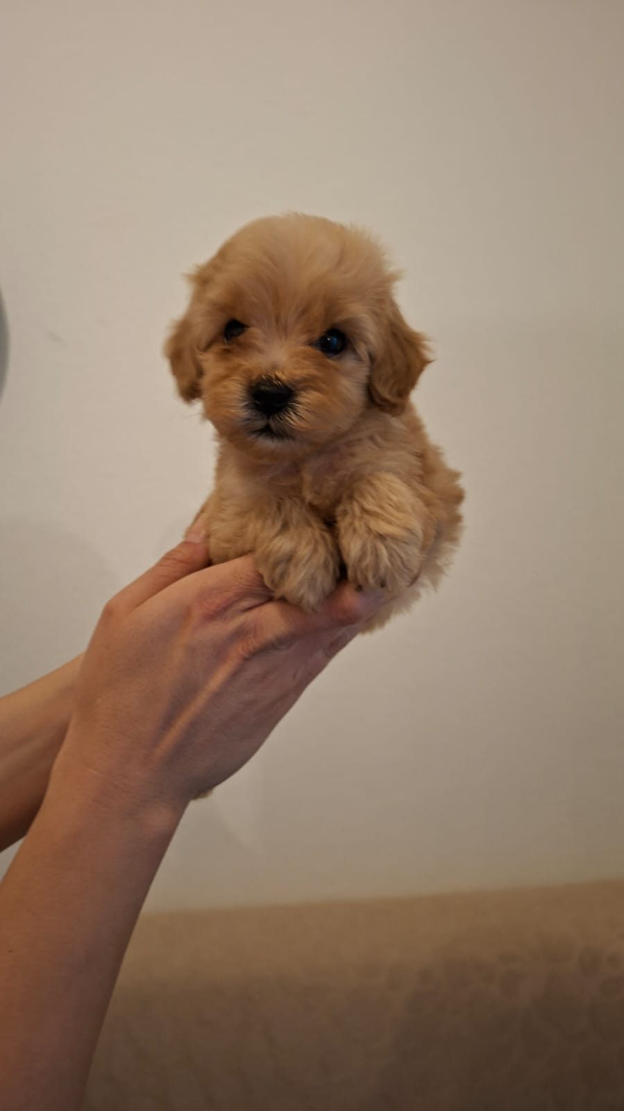 MALTİPOO BEBEKLERİM SAĞLIK VE IRK GARANTİLİDİR