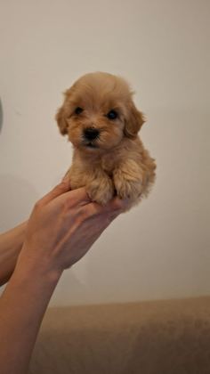 MALTİPOO BEBEKLERİM SAĞLIK VE IRK GARANTİLİDİR - Maltipoo - Antalya