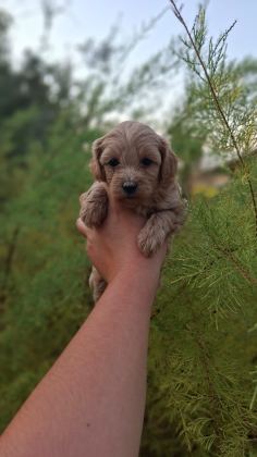 MALTİPOO BEBEKLERİM SAĞLIK VE IRK GARANTİLİDİR - Maltipoo - Antalya