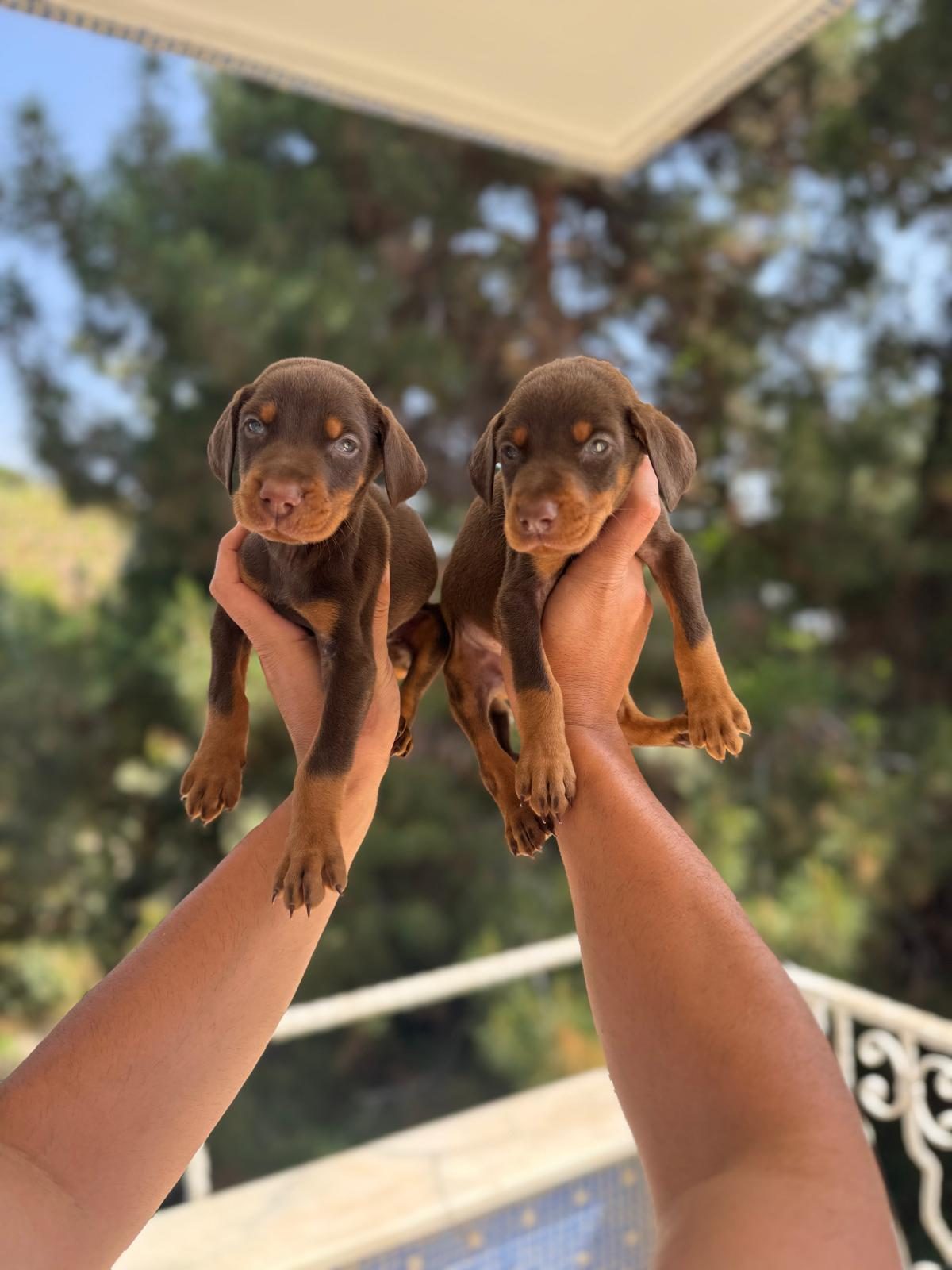 DOBERMAN YAVRULARIM SAĞLIK VE IRK GARANTİLİDİR