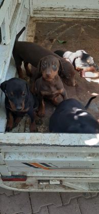 DOBERMAN YAVRULARIM SAĞLIK VE IRK GARANTİLİDİR - Doberman - Antalya