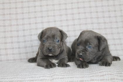 CANE CORSA BEBEKLER SAĞLIK VE IRK GARANTİLİ - Cane Corso - Antalya