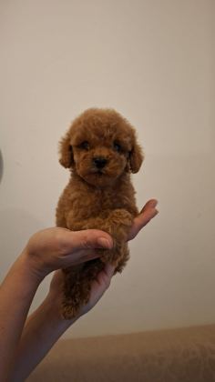 TEACUP TOY POODLE YAVRULARIM MEVCUT - Toy Poodle - Antalya