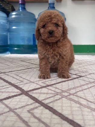 TEACUP TOY POODLE YAVRULARIM MEVCUT - Toy Poodle - Antalya