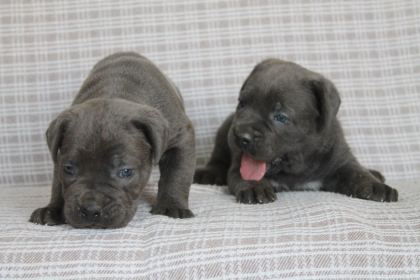 CANE CORSA BEBEKLER SAĞLIK VE IRK GARANTİLİ - Cane Corso - Antalya