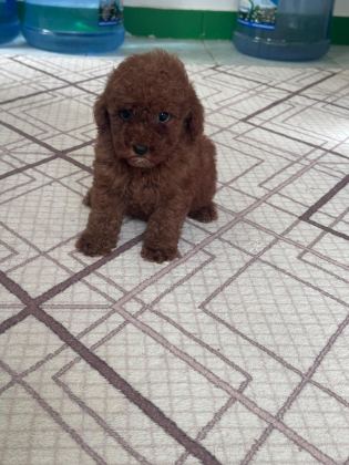 TEACUP TOY POODLE YAVRULARIM MEVCUT - Toy Poodle - Antalya
