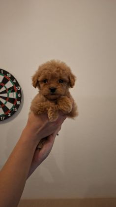 TEACUP TOY POODLE YAVRULARIM MEVCUT - Toy Poodle - Antalya
