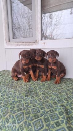 DOBERMAN YAVRULARIM SAĞLIK VE IRK GARANTİLİDİR - Doberman - Antalya