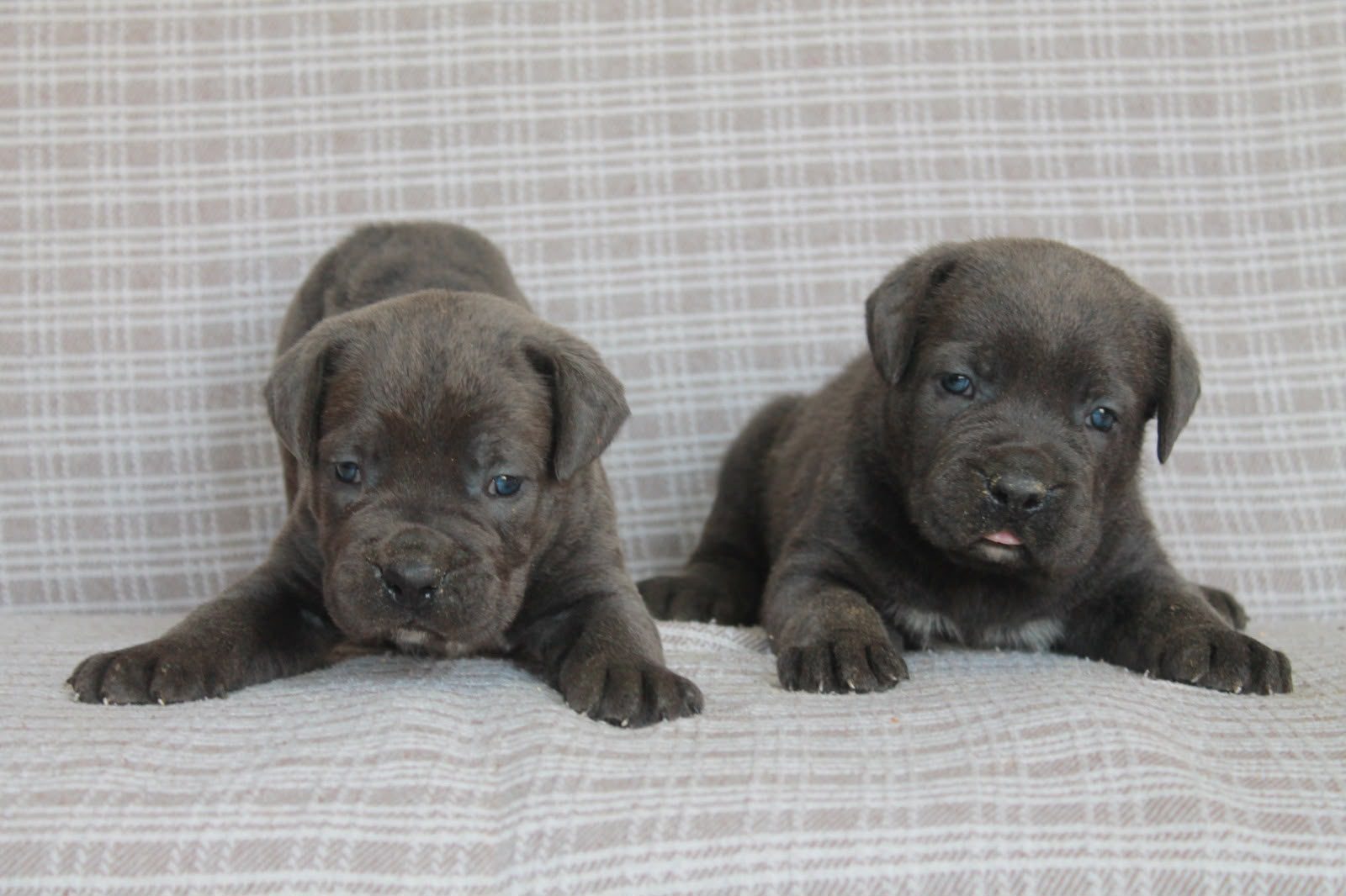 CANE CORSA BEBEKLER SAĞLIK VE IRK GARANTİLİ