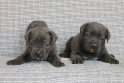CANE CORSA BEBEKLER SAĞLIK VE IRK GARANTİLİ - Cane Corso - Antalya