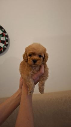 TOY POODLE YAVRULARIM SAĞLIK VE IRK GARANTİLİDİR - Toy Poodle - Antalya