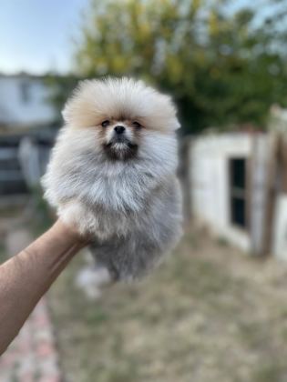 SAĞLIK VE IRK GARANTİLİ POMERANİAN YAVRUMUZ - Pomeranian Boo - Antalya