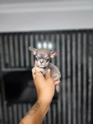 MİCRO BOY ERKEK BLUETAN FRENCH BULLDOG - French Bulldog - Aydın