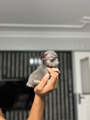 MİCRO BOY ERKEK BLUETAN FRENCH BULLDOG - French Bulldog - Aydın
