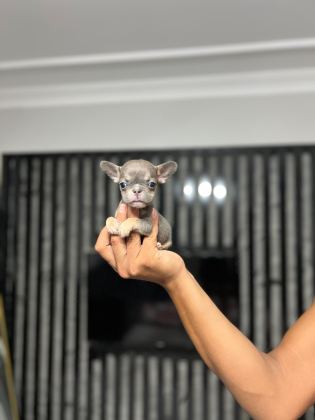 MİCRO BOY ERKEK BLUETAN FRENCH BULLDOG - French Bulldog - Aydın