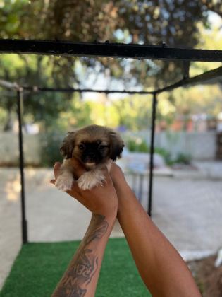 ÇOCUK VE OYUN DELİSİ ERKEK PEKİNEZ - Pekinez - Aydın