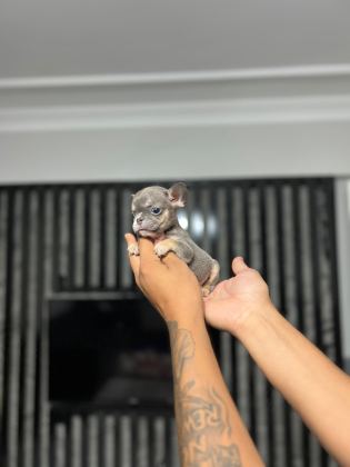 MİCRO BOY ERKEK BLUETAN FRENCH BULLDOG - French Bulldog - Aydın