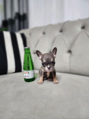 MİCRO BOY ERKEK BLUETAN FRENCH BULLDOG - French Bulldog - Aydın