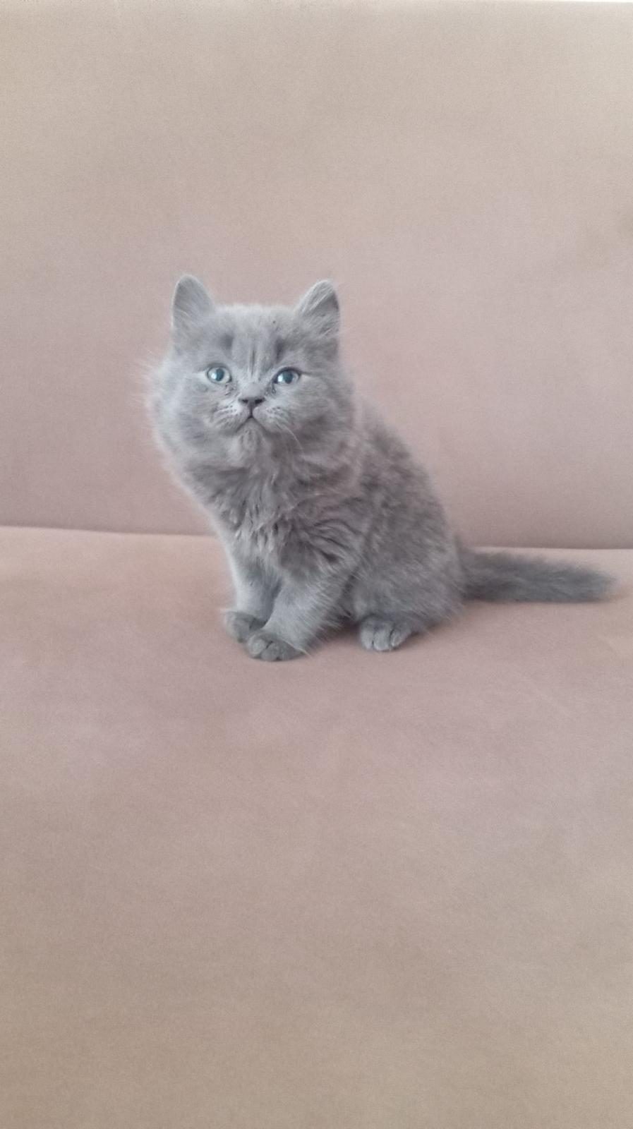 British Longhair Yavrumuz