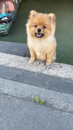 Pomerian Boo Yavrumuz Dişi Yeni Ailesini Arıyor - Pomeranian Boo - Ankara