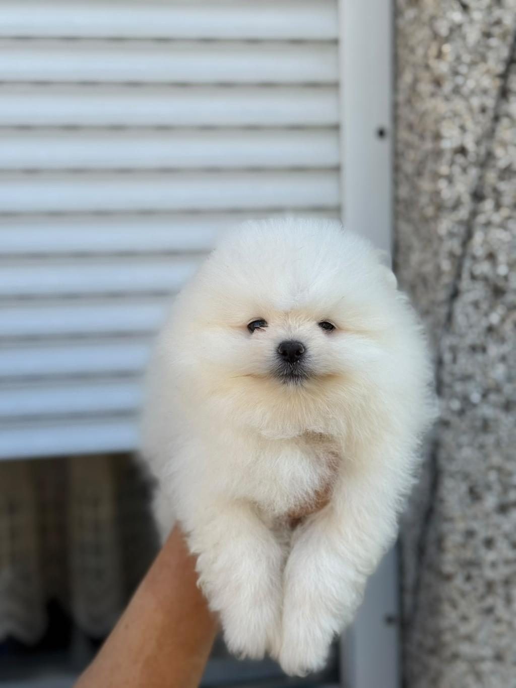 POMERANİAN TEACUP