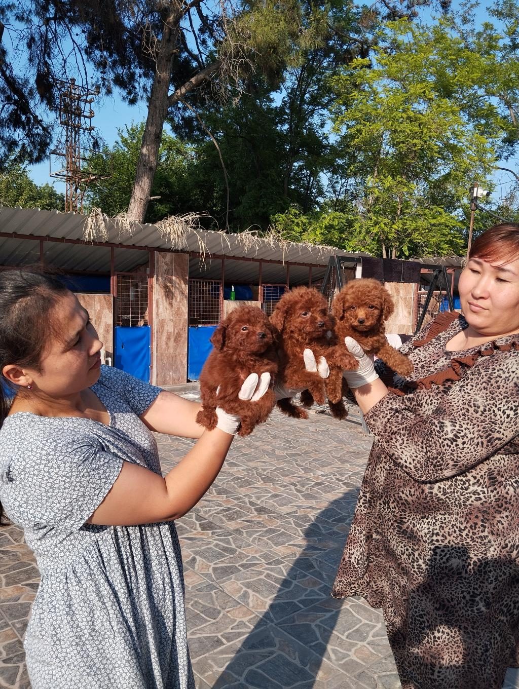 KORE TOY POODLE YAVRULARIMIZ RUHSATLI ÇİFTLİĞİ MIZDEN